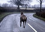 Stag running on the road by Artist Alan Williams